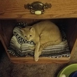 Meet your Posher, Connie